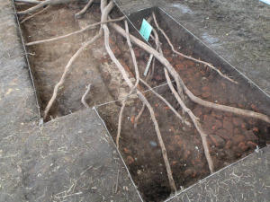 trench 1