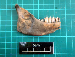 lamb's jaw