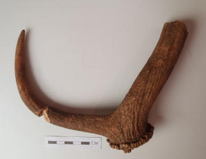 deer antler