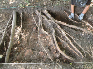 trench 2