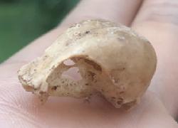 bird skull