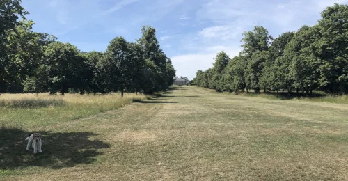 lime tree avenue